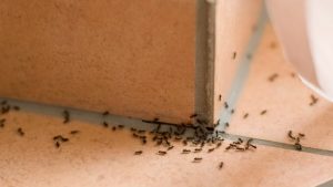 Get Rid of Ants in Bathroom