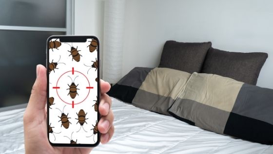Signs of Bed Bugs