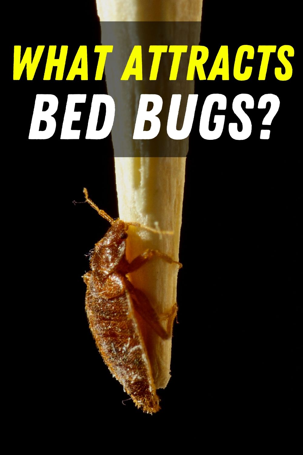 What Attracts Bed Bugs Into Your Home? Learn More