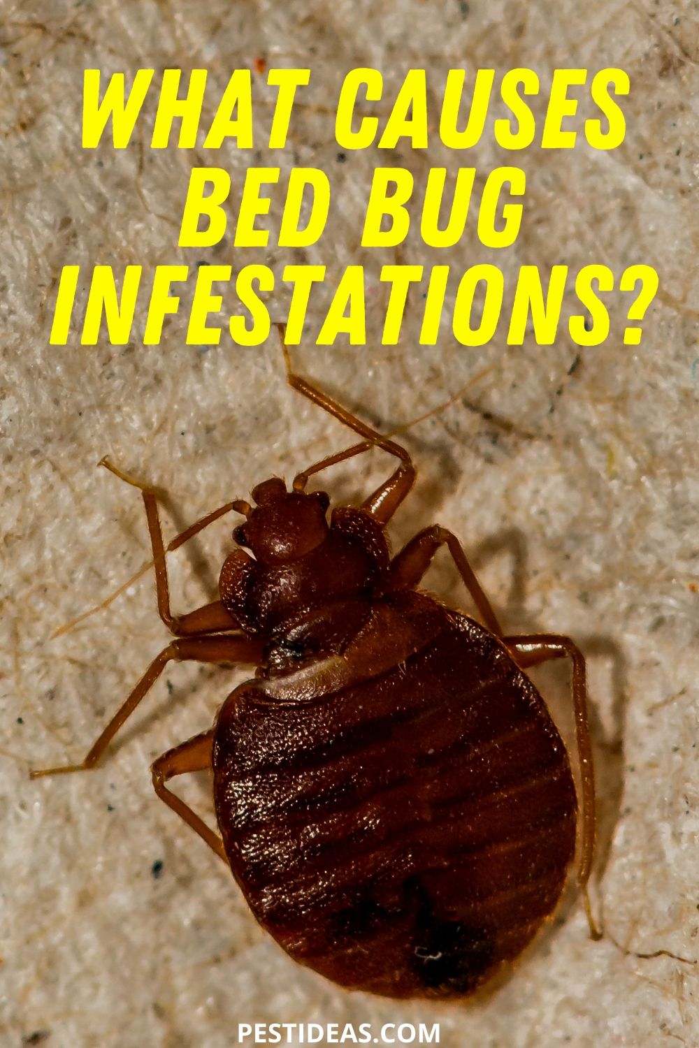 What Attracts Bed Bugs Into Your Home? Learn More