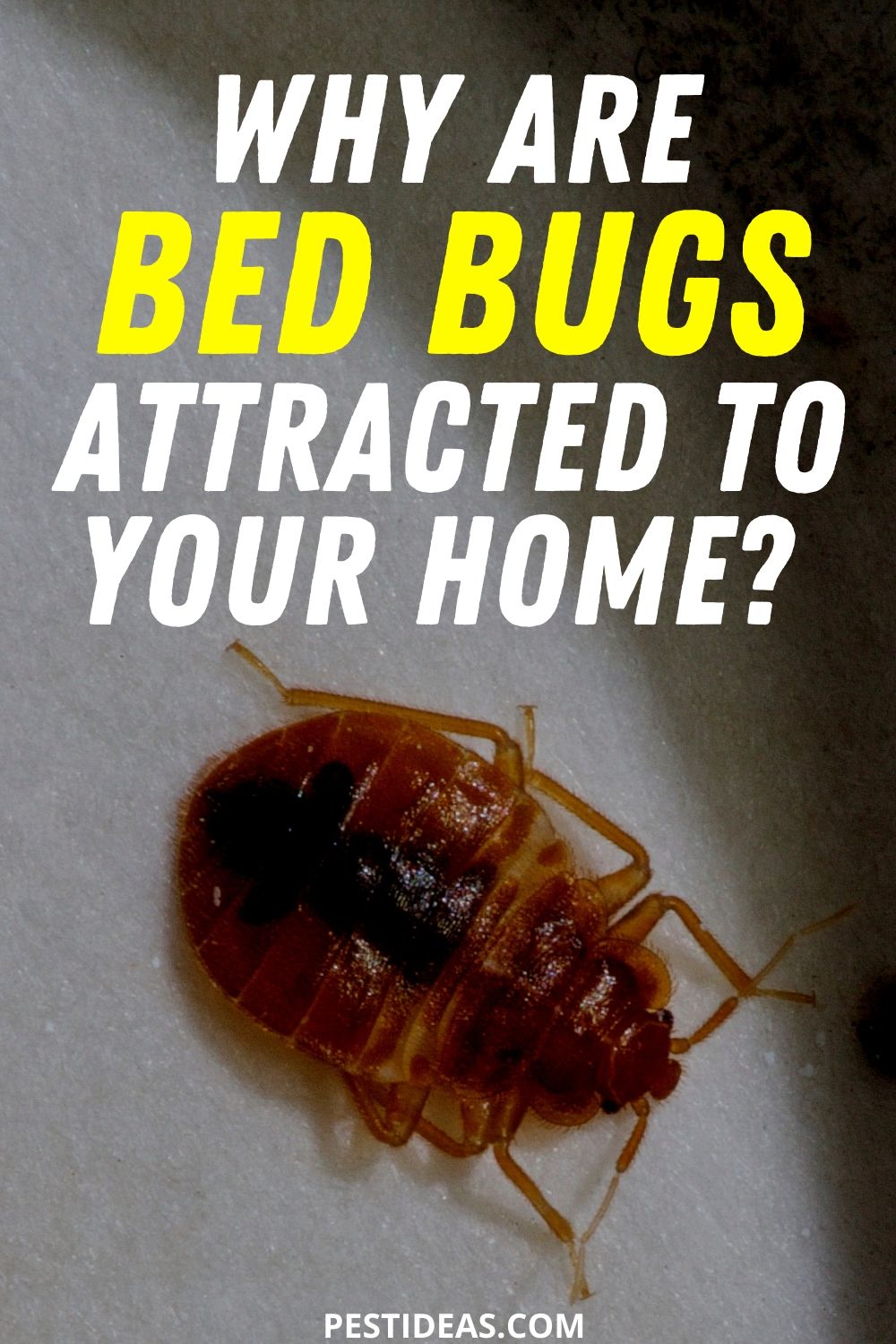 What Attracts Bed Bugs Into Your Home? Learn More