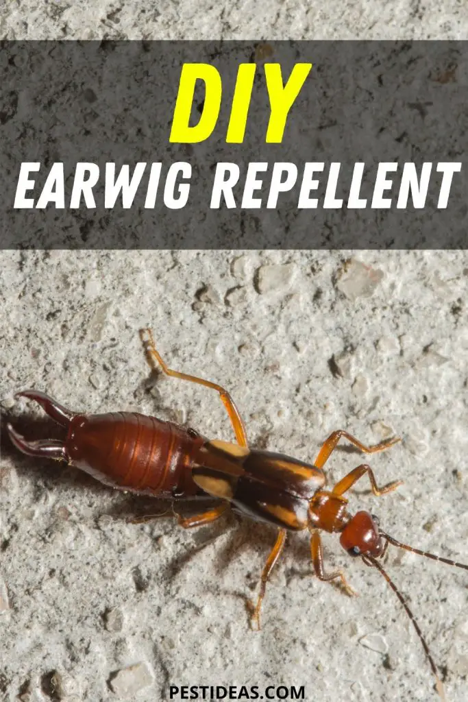 natural ways to keep roaches out of your home