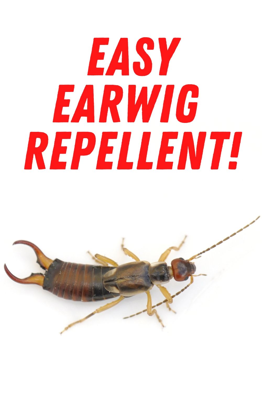 earwig repellent earwigs