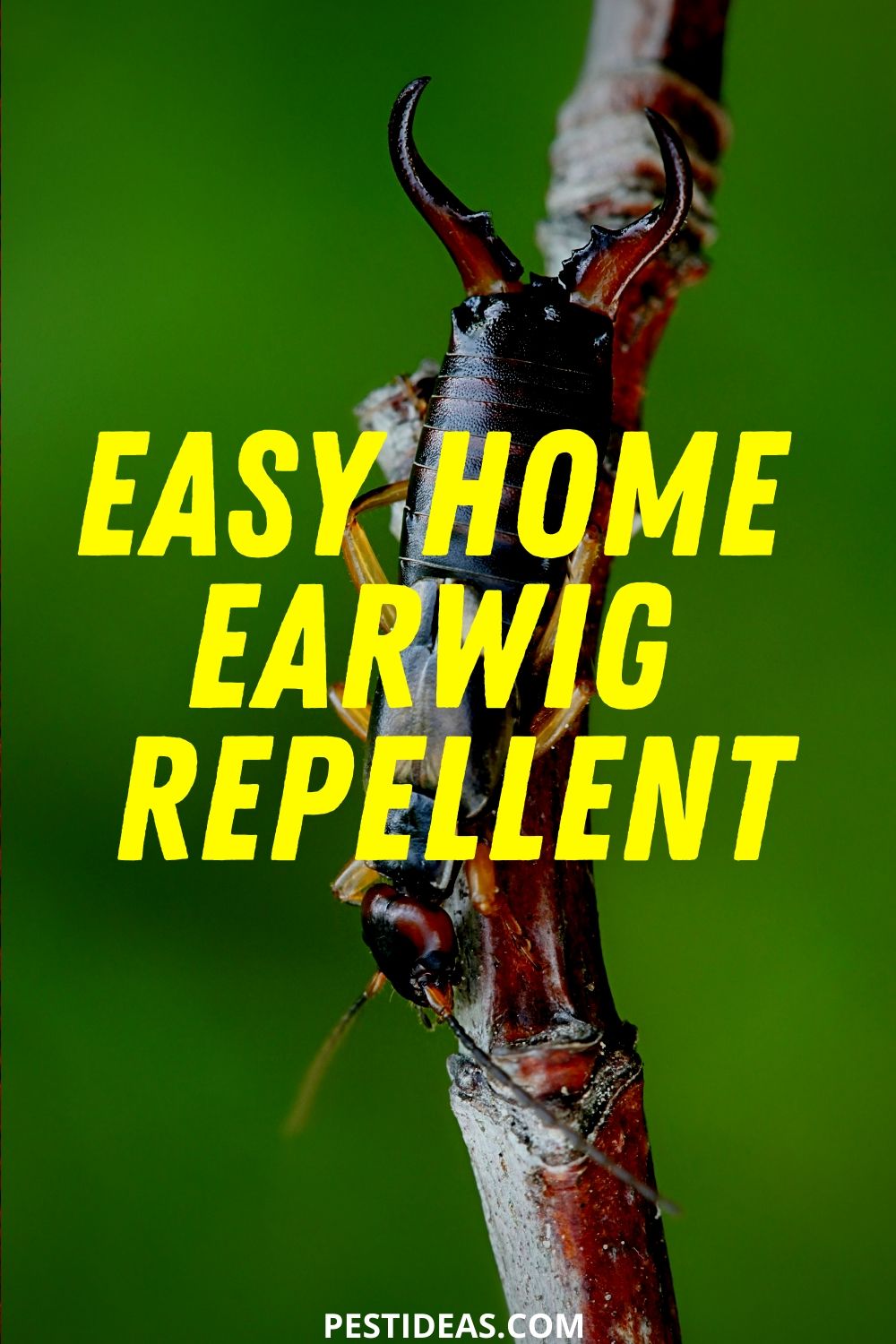 How Do You Kill Earwigs In The Garden at Essie Elkins blog