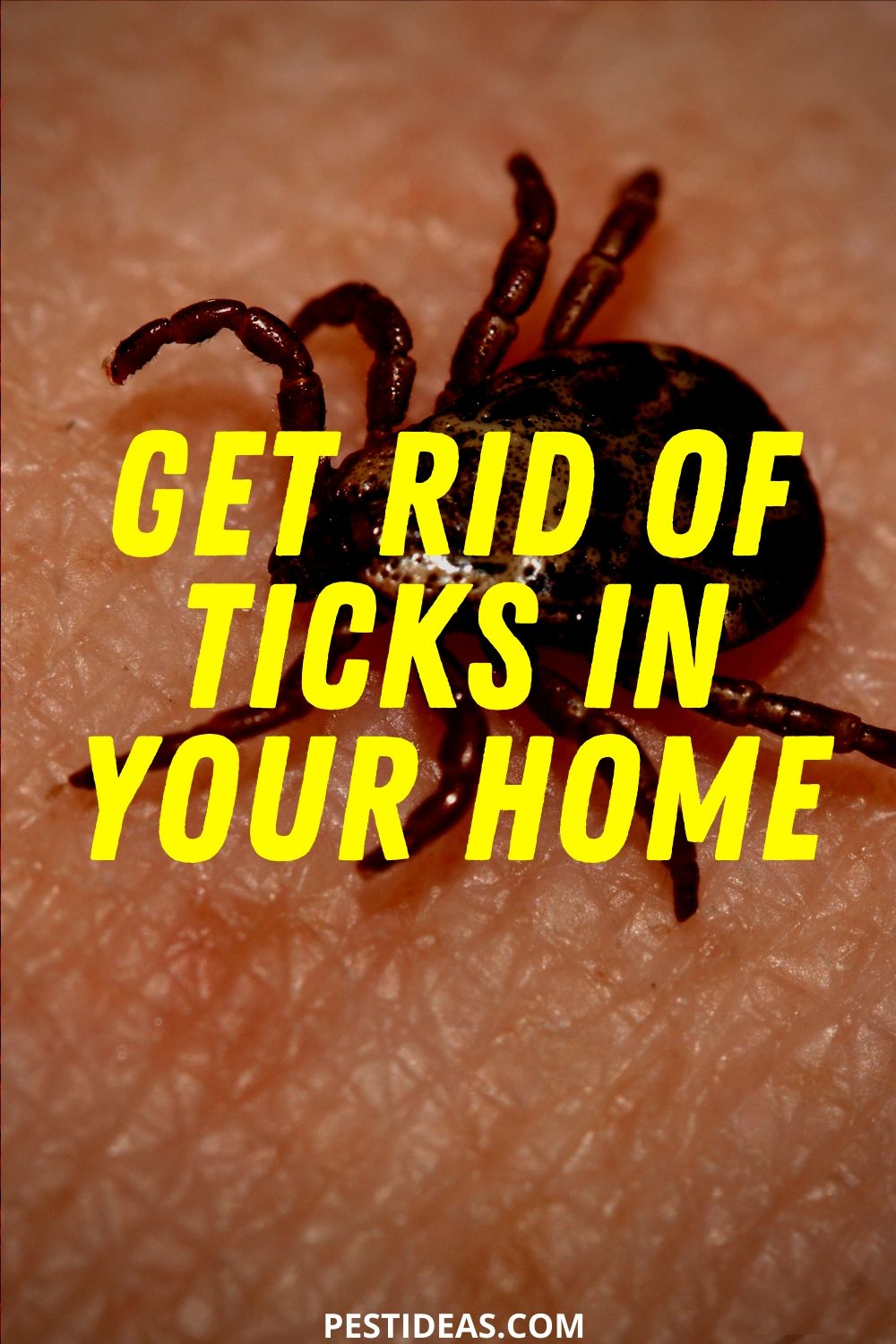 Getting Rid Of Ticks In Home