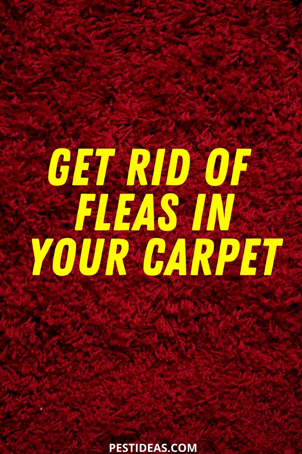 Get Rid of Fleas in Carpet Get Them out of Your Carpet Fast