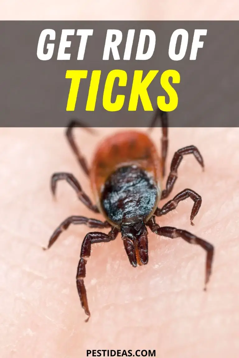 Get Rid of Ticks in Your Home Fast & Easy Solution