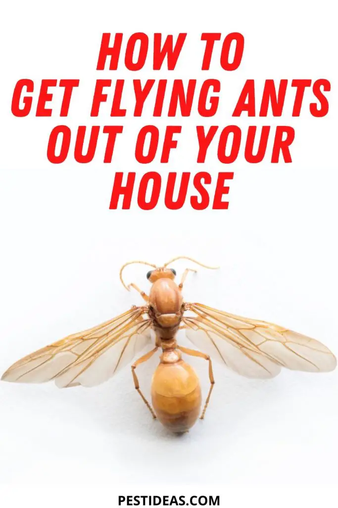 Get Rid of Flying Ants Fast, Natural, and Effective