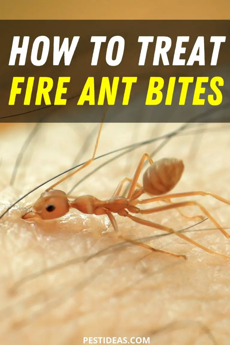 fire ant bites florida