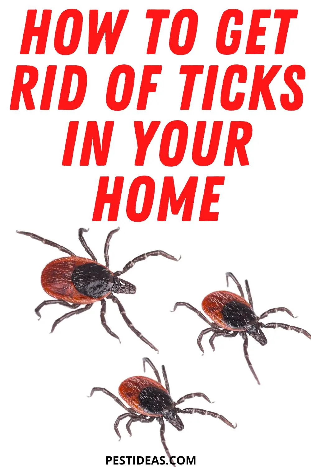 how to get rid of ticks inside your home