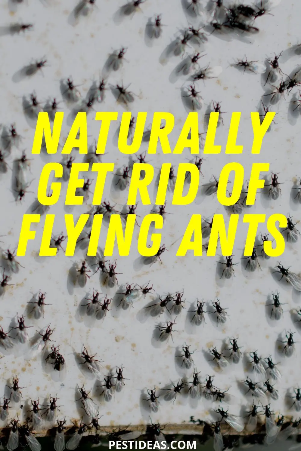 Get Rid of Flying Ants Fast, Natural, and Effective