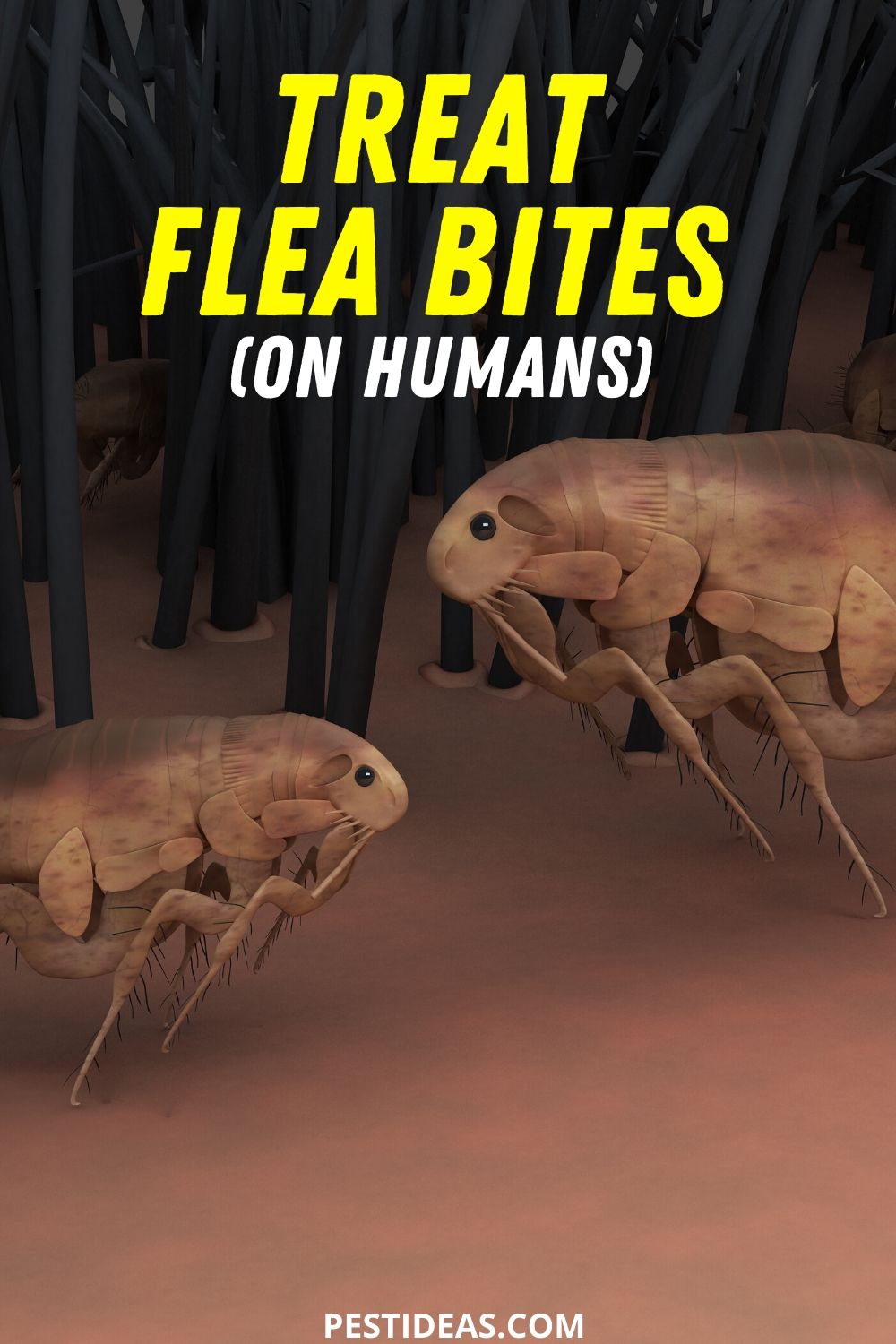 How to Treat Flea Bites Get Rid of Fleas