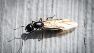 get rid of flying ant