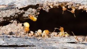 signs of termites