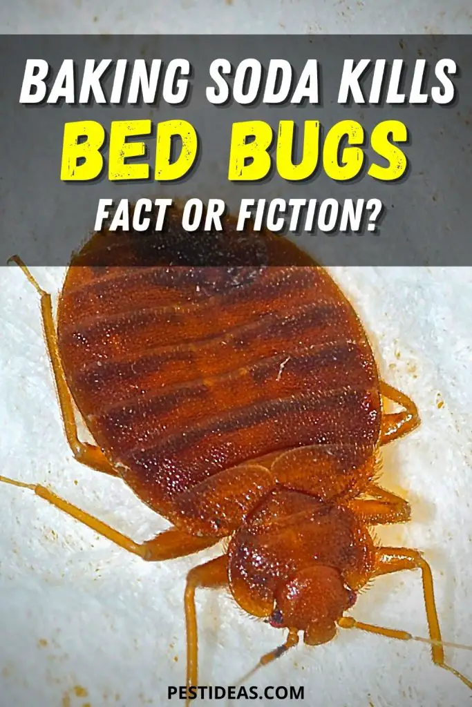 Using Baking Soda To Kill Bed Bugs Pest Ideas