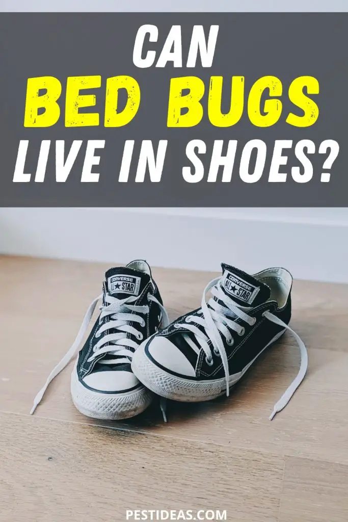 Can Bed Bugs Live in Shoes? Learn How to Get Rid of Them Fast