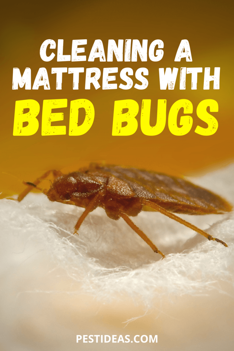 how to repel bed bugs