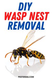 DIY Wasp Nest Removal - Pest Ideas