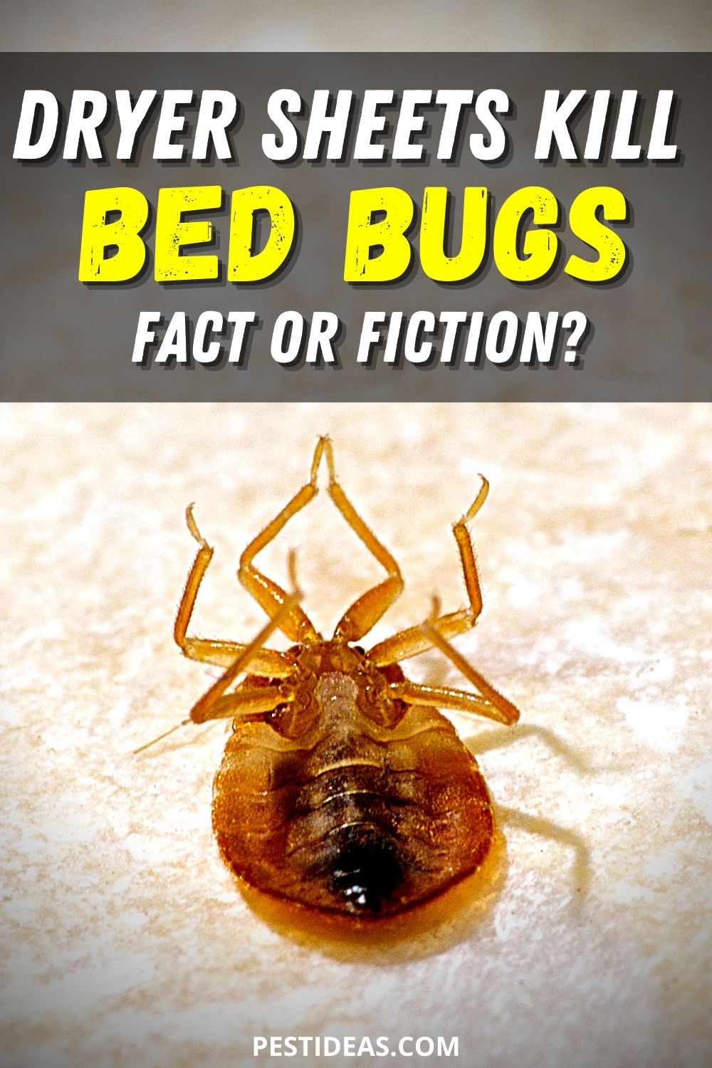 Do Dryer Sheets Repel or Get Rid of Bed Bugs? Or is it a Myth?