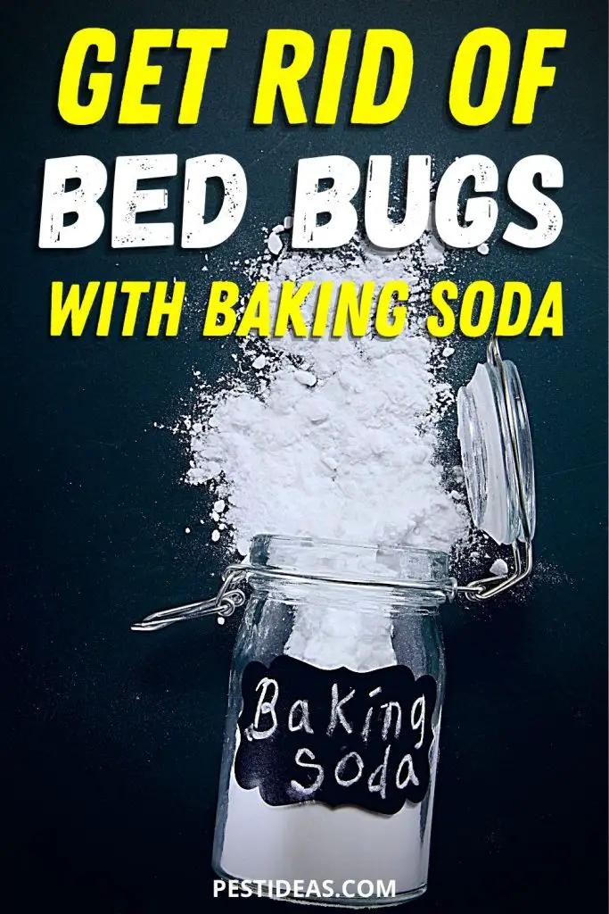 using-baking-soda-to-kill-bed-bugs-pest-ideas