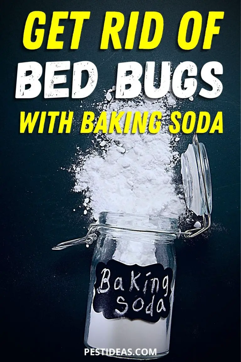 Using Baking Soda to Kill Bed Bugs - Pest Ideas