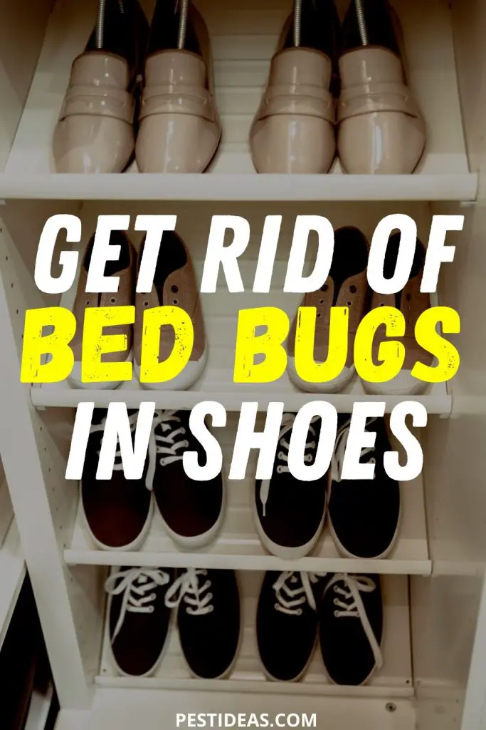 can bed bugs travel on shoes