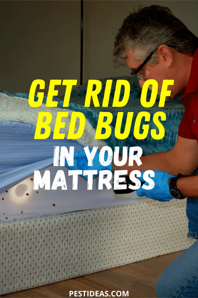 How to Get Rid of Bed Bugs in a Mattress