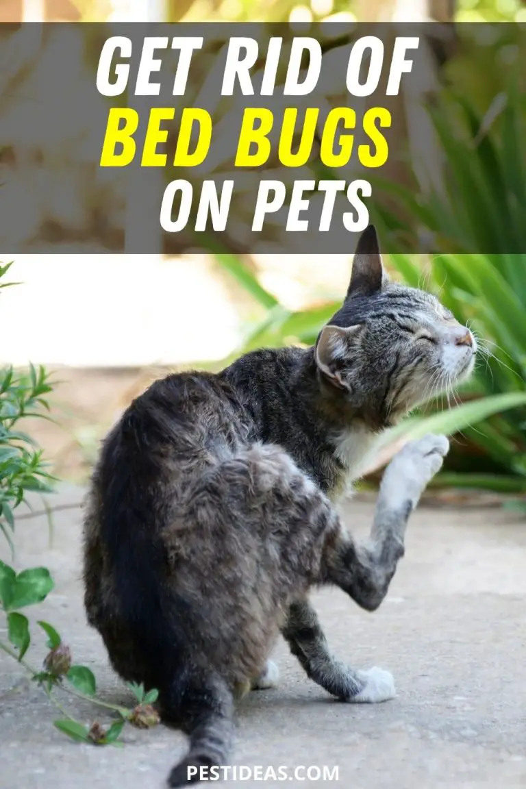 Can Pets Carry Bed Bugs How To Check Your Pet