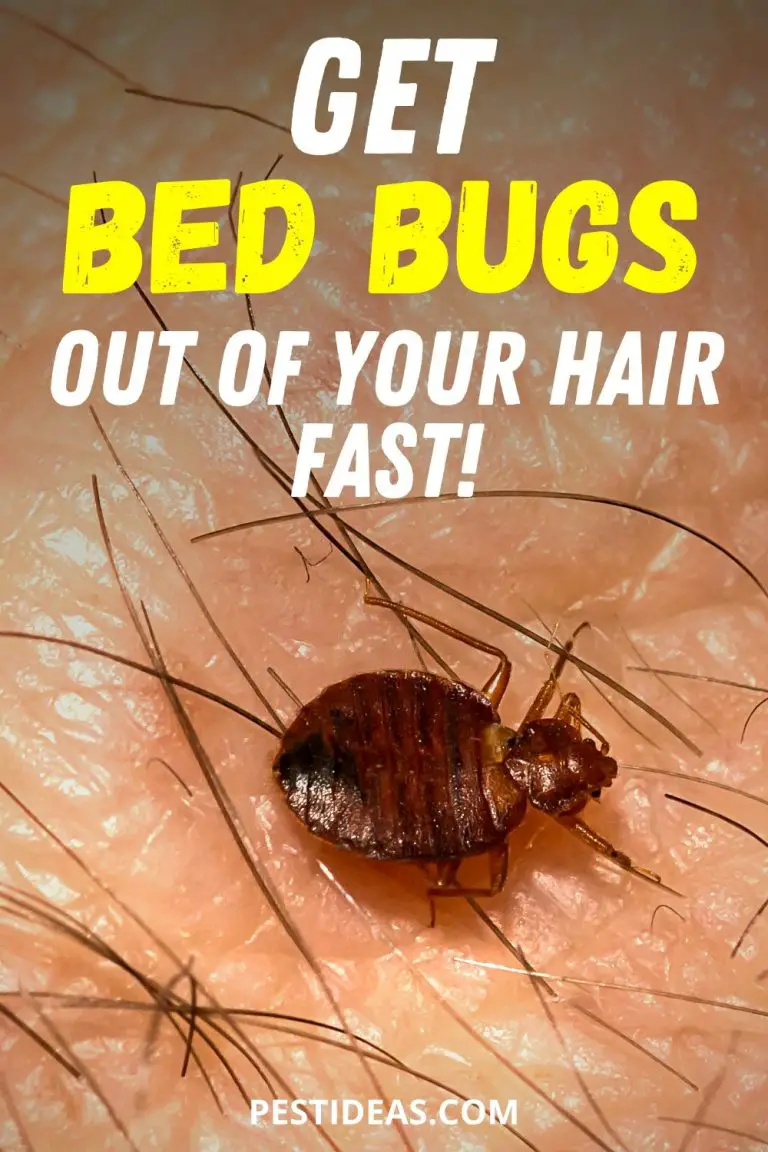 can bed bugs travel through hair
