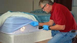 Get rid of bed bugs in mattress