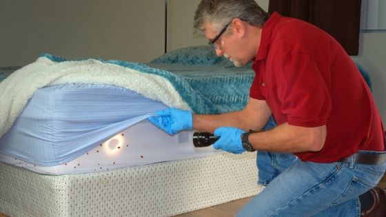 get rid of bed bugs out of mattress