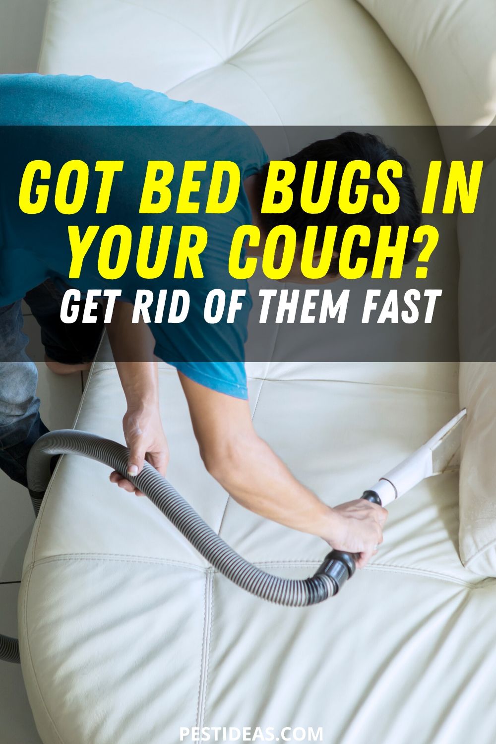 Get Rid of Bed Bugs in Your Couch Get Rid of Bed Bugs Fast