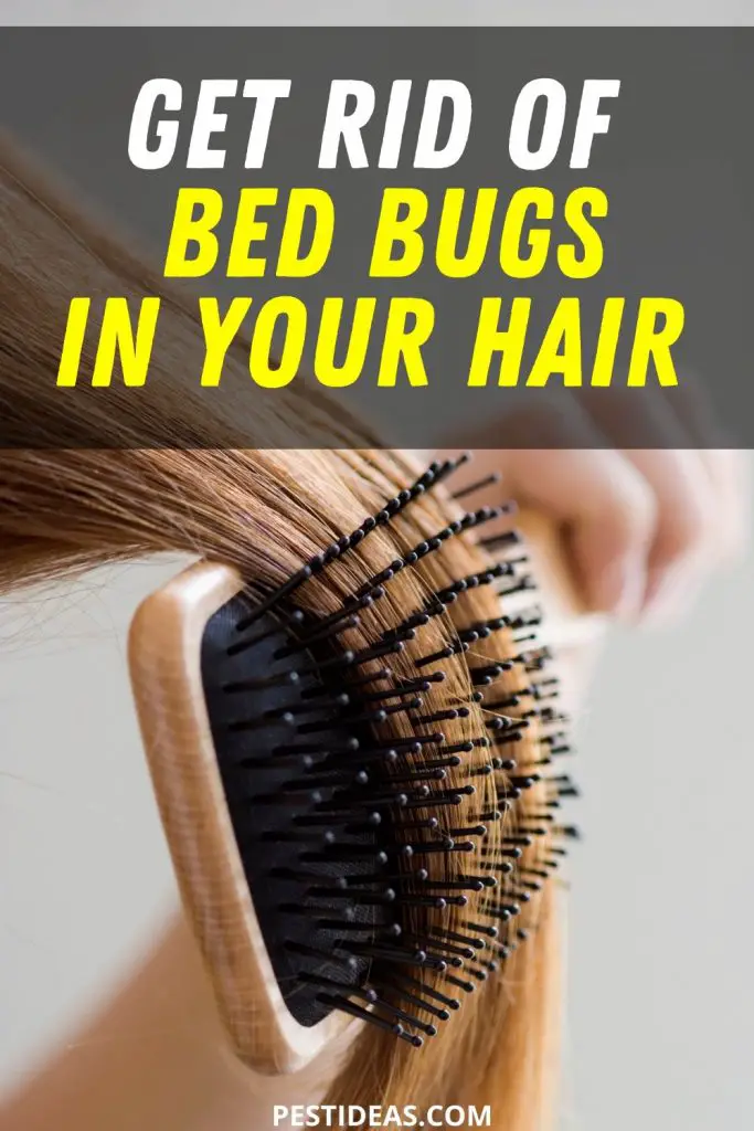 get-rid-of-bed-bugs-in-hair-how-did-they-get-in-your-hair