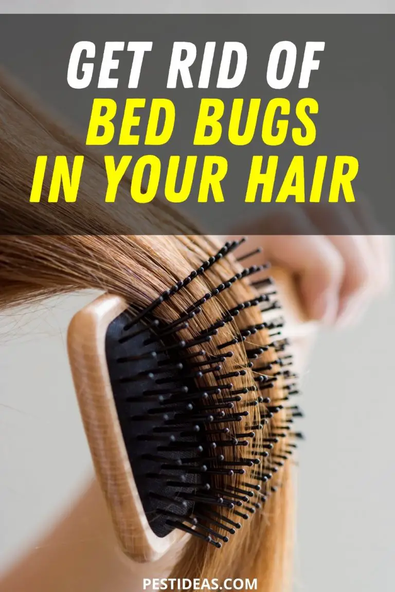Get Rid of Bed Bugs in Hair How did They Get in Your Hair?