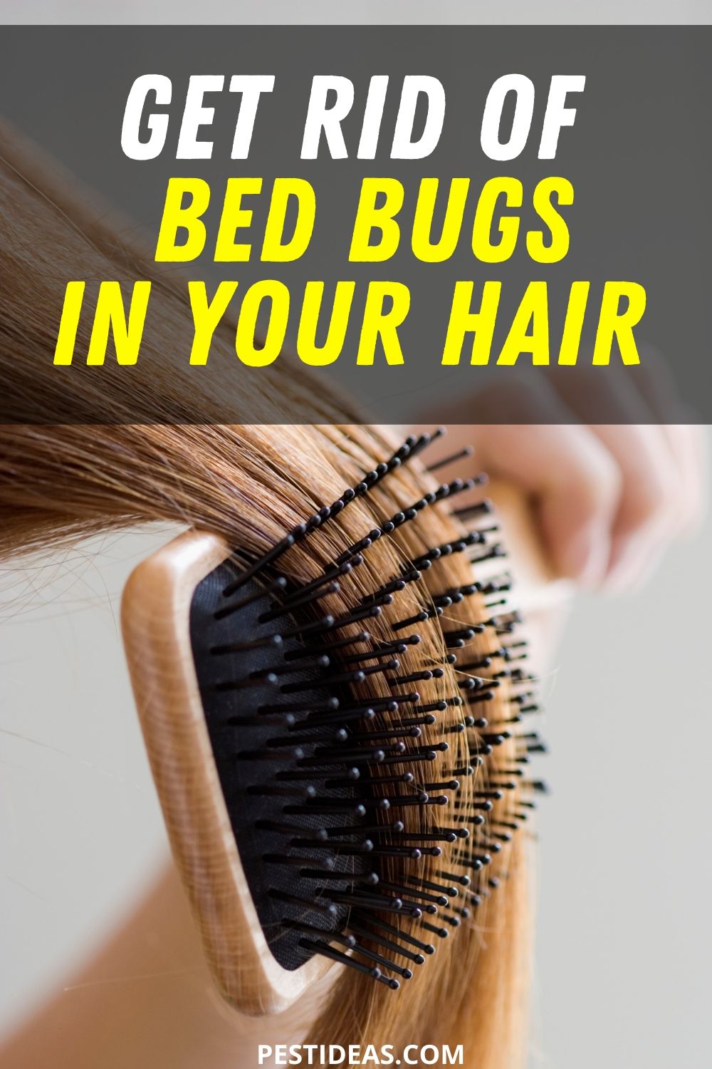 Get Rid of Bed Bugs in Hair How did They Get in Your Hair? Get Rid of Bed Bugs in Hair How did They Get in Your Hair?