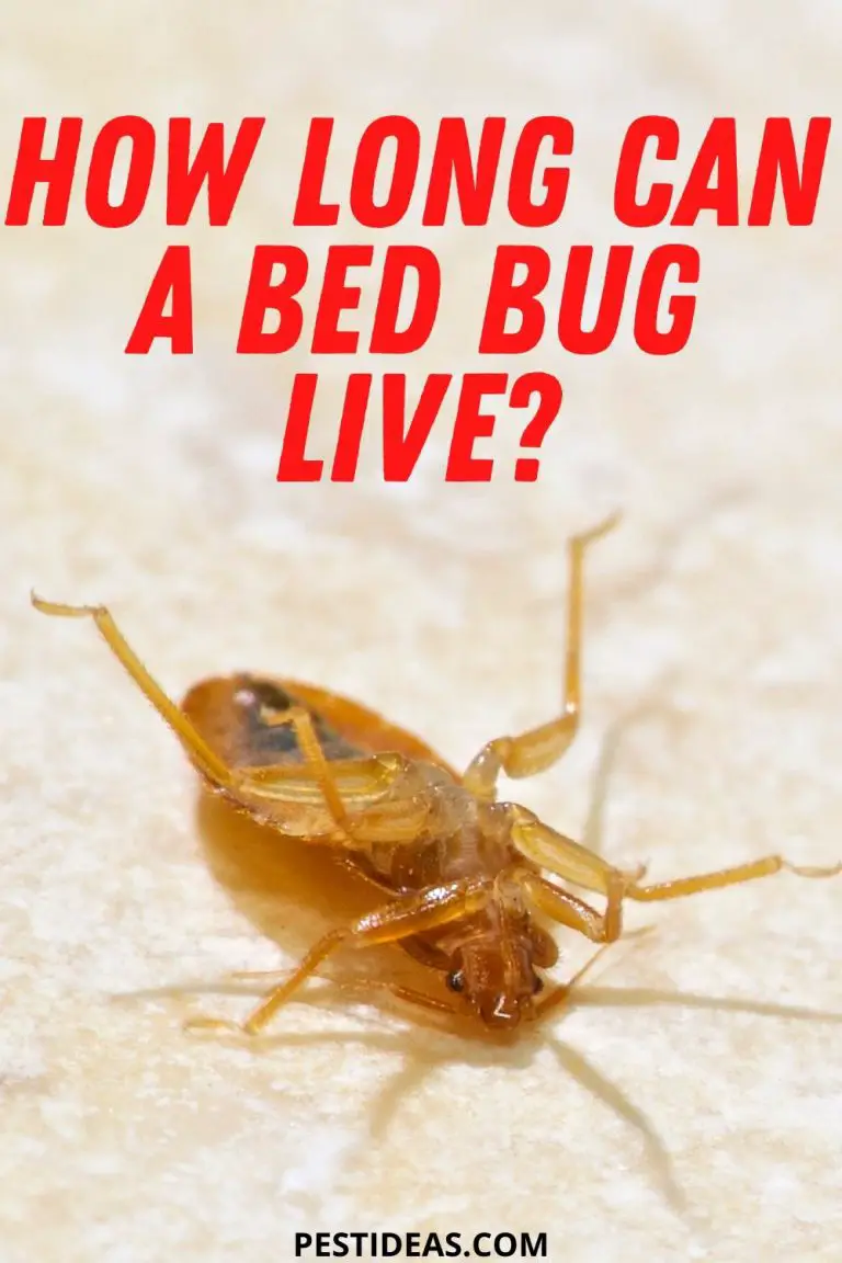 Do Bed Bugs Go Away or Die on Their Own? Learn the Facts