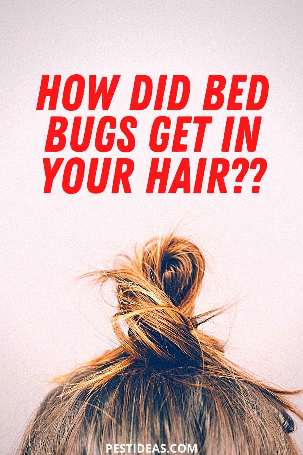 Get Rid of Bed Bugs in Hair- How did They Get in Your Hair?