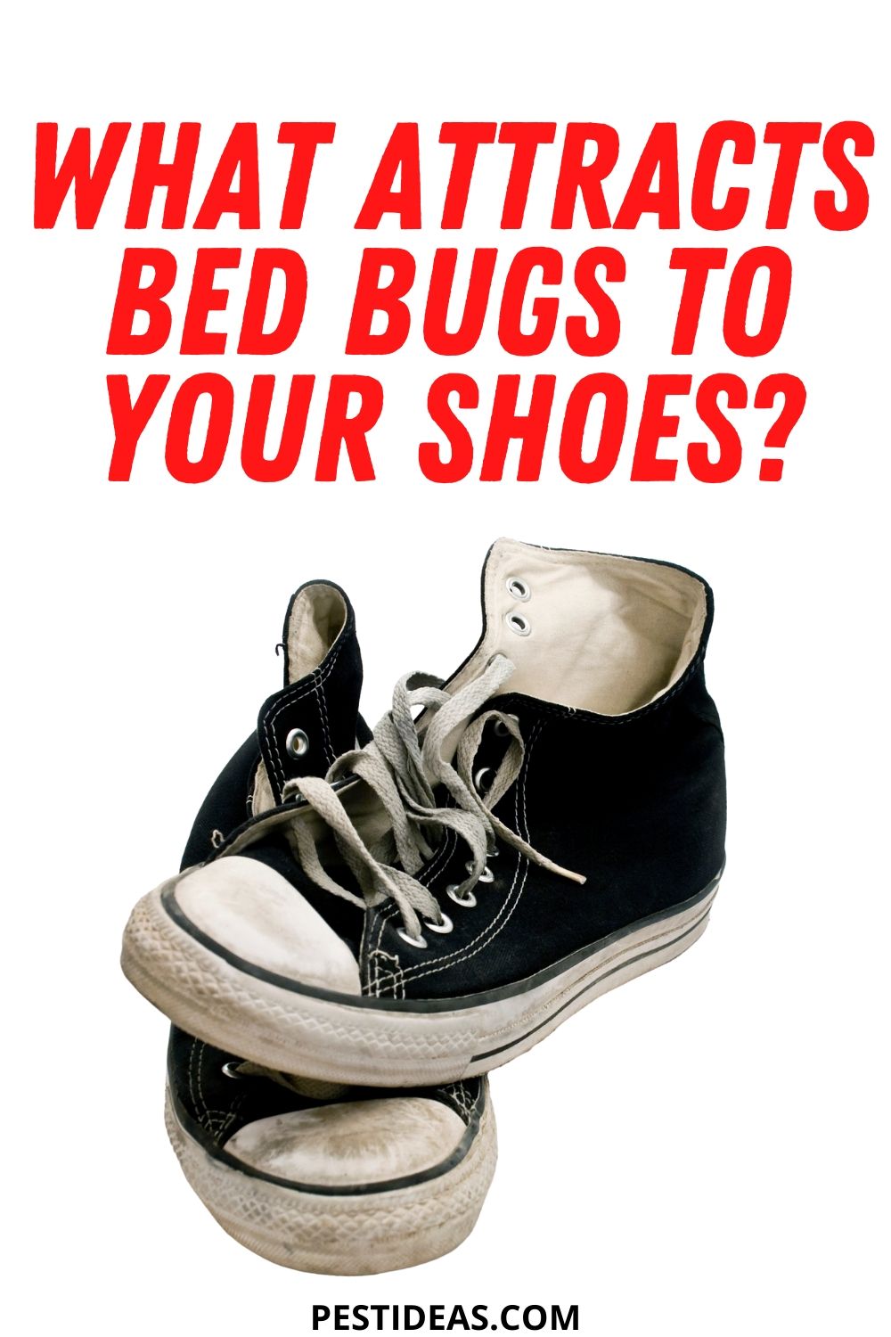 Can Bed Bugs Live in Shoes? Learn How to Get Rid of Them Fast
