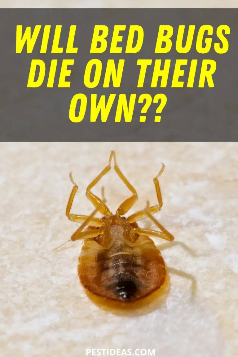 Do Bed Bugs Go Away or Die on Their Own? Learn the Facts