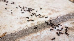 Get rid of ants in bedroom