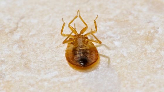 Do Bed Bugs Die on Their Own