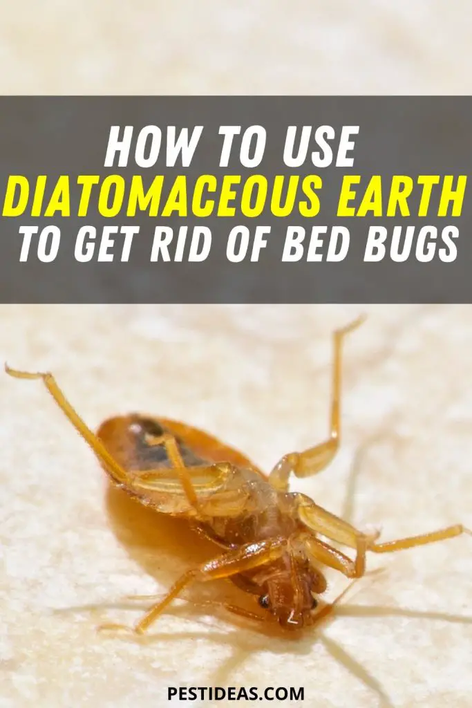 learn-how-to-use-diatomaceous-earth-to-kill-bed-bugs