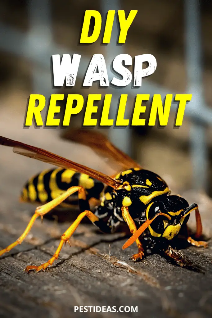 wasp repellent: keep wasps away