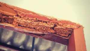 DIY termite control