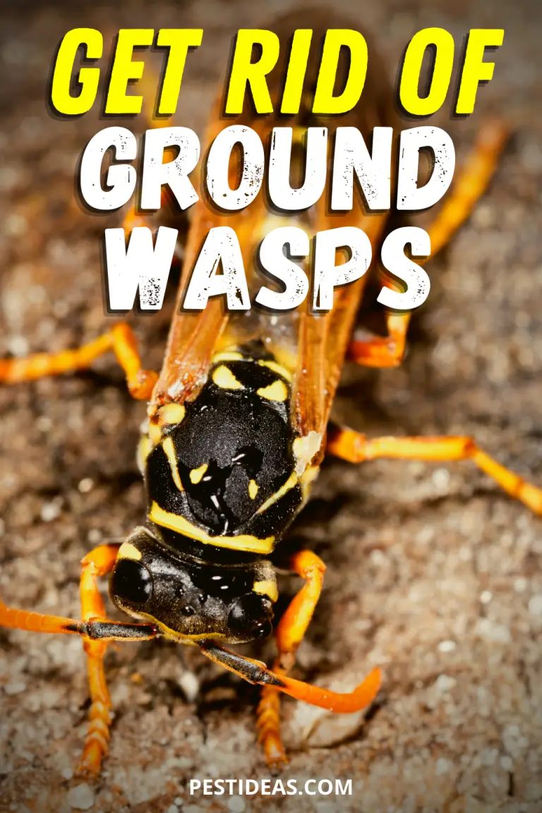 How to get rid of Ground Digger Wasps (Cicada Killer Wasp