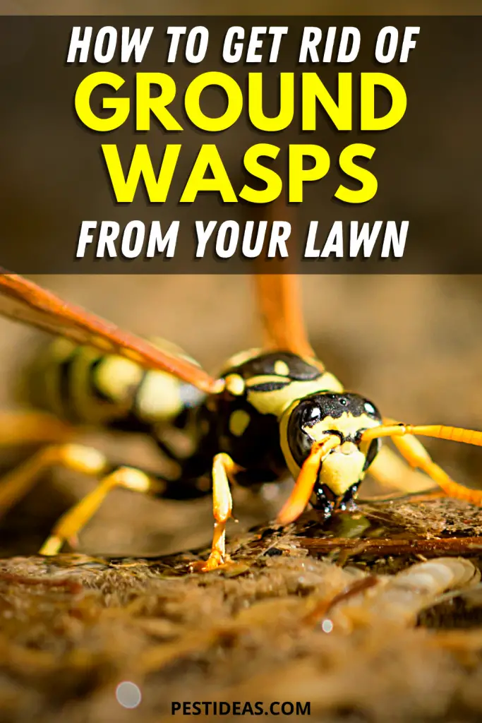 How to get rid of Ground Digger Wasps (Cicada Killer Wasp