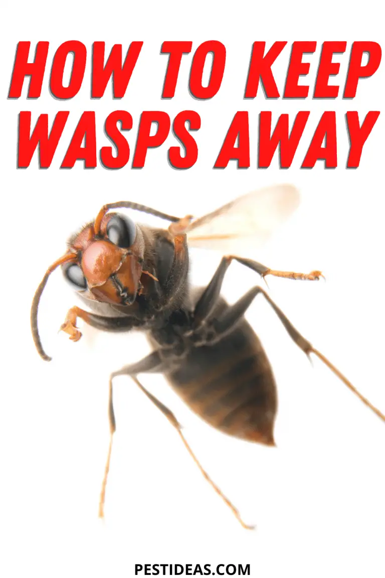 Wasp Repellent Keep Wasps Away