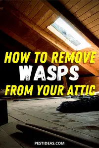 Get Rid of Wasps in Attic- DIY Wasp Control
