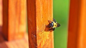 get rid of bees in deck and yard