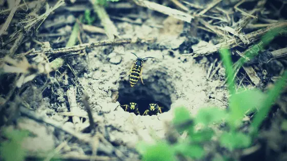 get rid of ground digger wasp